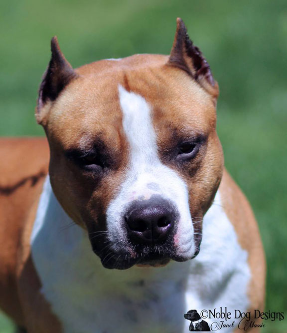AMERICAN STAFFORDSHIRE TERRIERS